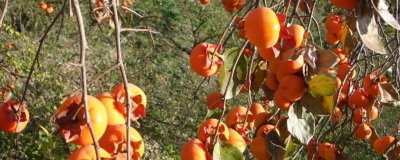 水果柿子和山楂能一起吃吗 柿子和山楂能一起吃吗?