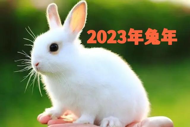 今年是什么年2025年属什么年,2025年属啥生肖