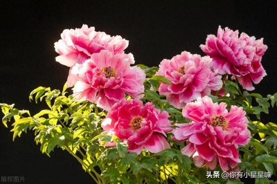 ​牡丹花养殖方法和技巧