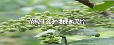 ​花椒什么时候成熟采摘