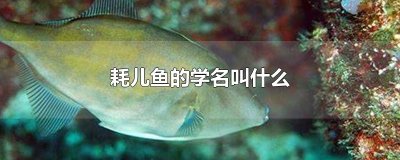 耗儿鱼的学名叫什么