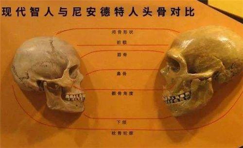 尼安德特人的复仇:和现代人先祖一夜春风,给我们留下了灭族隐患