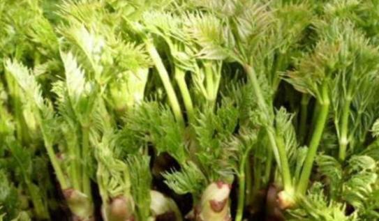 东北集市上很常见,南方人却把它当“害树”,年节时一斤卖到40元