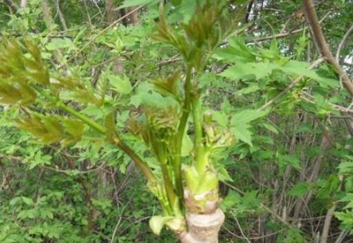 东北集市上很常见,南方人却把它当“害树”,年节时一斤卖到40元