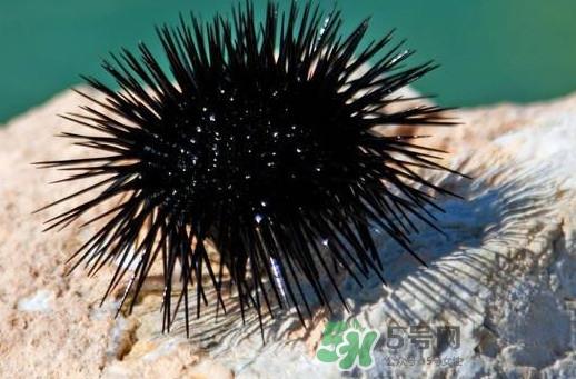 海胆可以冷冻储存吗？什么人不能吃海胆