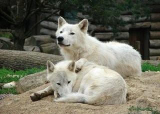 南极除了企鹅竟还有这样霸气的野狼:南极狼