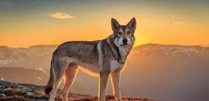 南极除了企鹅竟还有这样霸气的野狼:南极狼