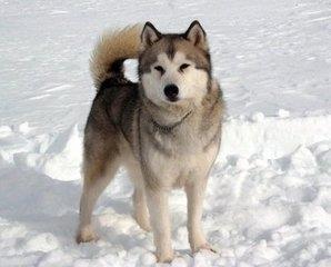 南极除了企鹅竟还有这样霸气的野狼:南极狼