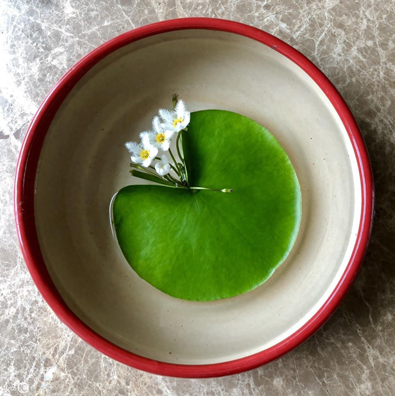 初次见到这萌萌的小花，就被惊艳到，一片叶子就能开花的神奇植物