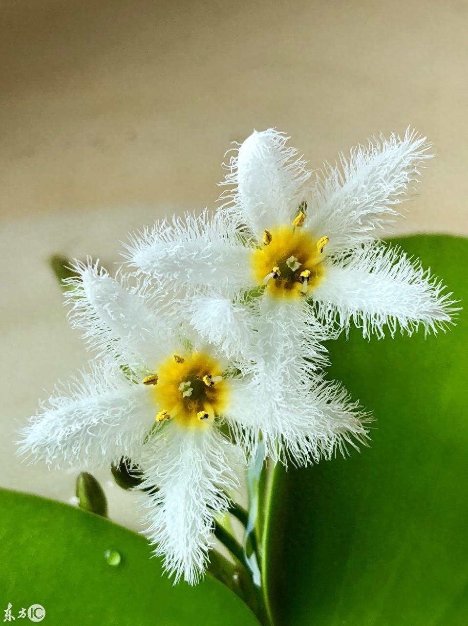 初次见到这萌萌的小花，就被惊艳到，一片叶子就能开花的神奇植物