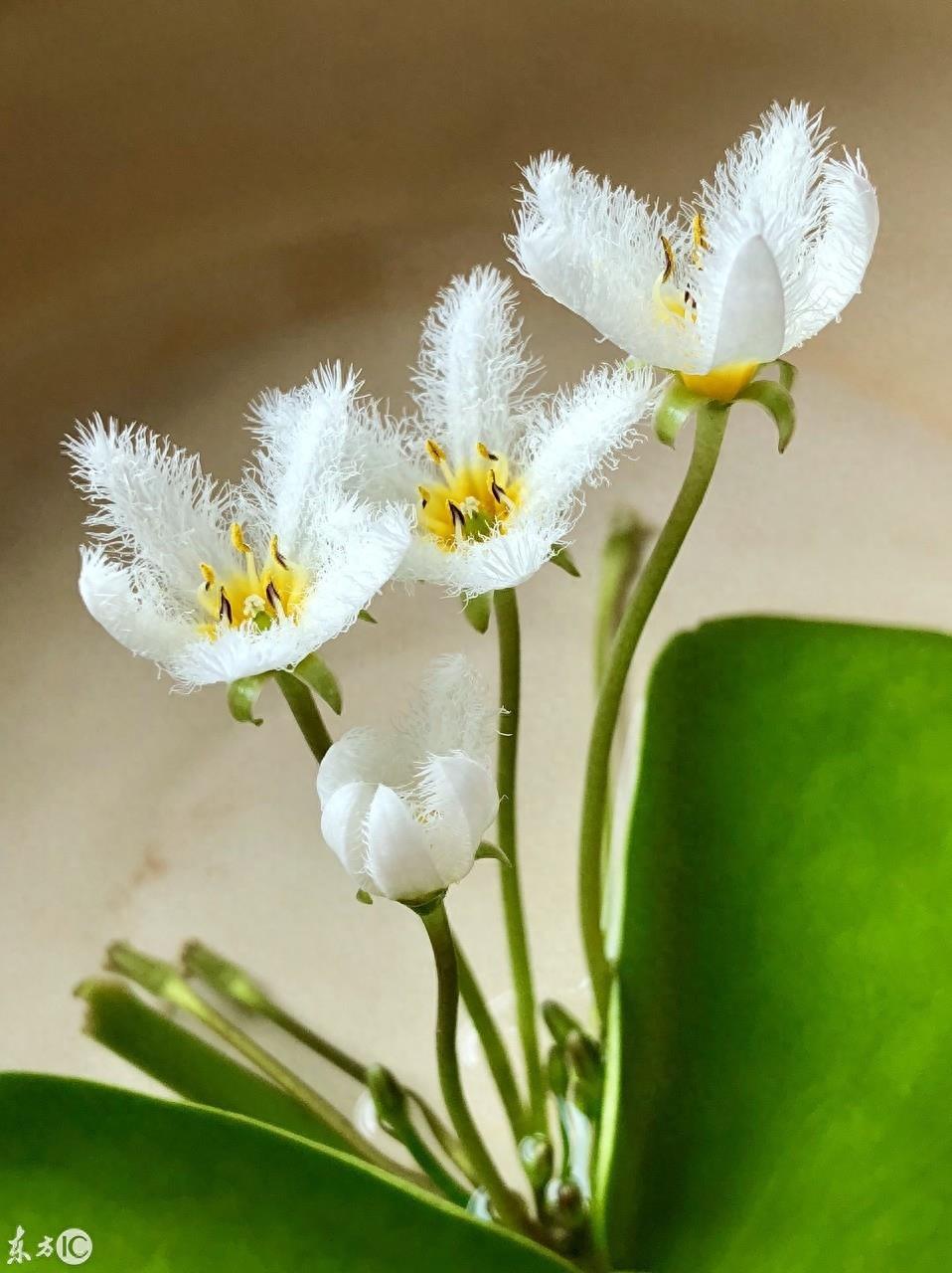 初次见到这萌萌的小花，就被惊艳到，一片叶子就能开花的神奇植物