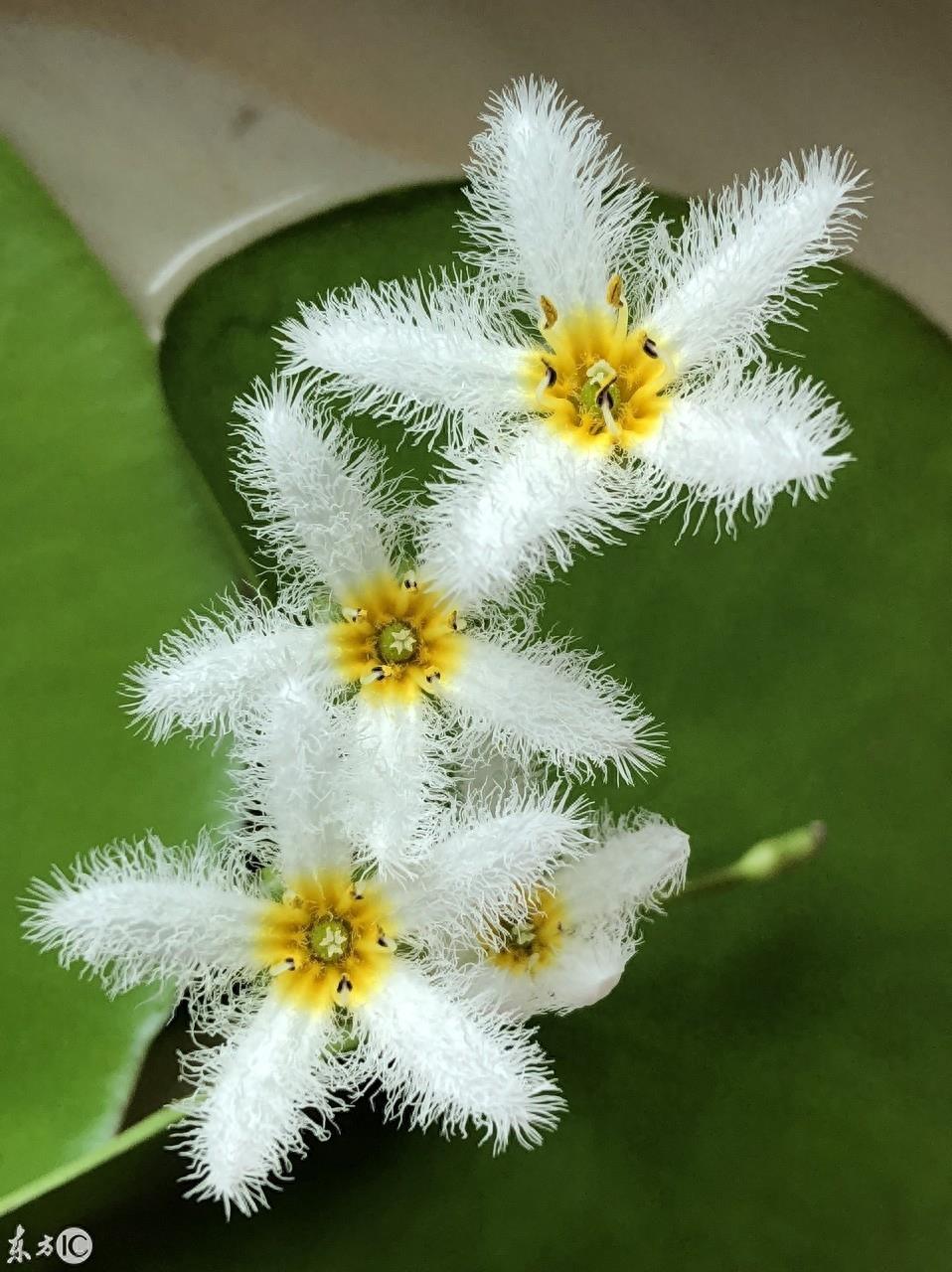 初次见到这萌萌的小花，就被惊艳到，一片叶子就能开花的神奇植物