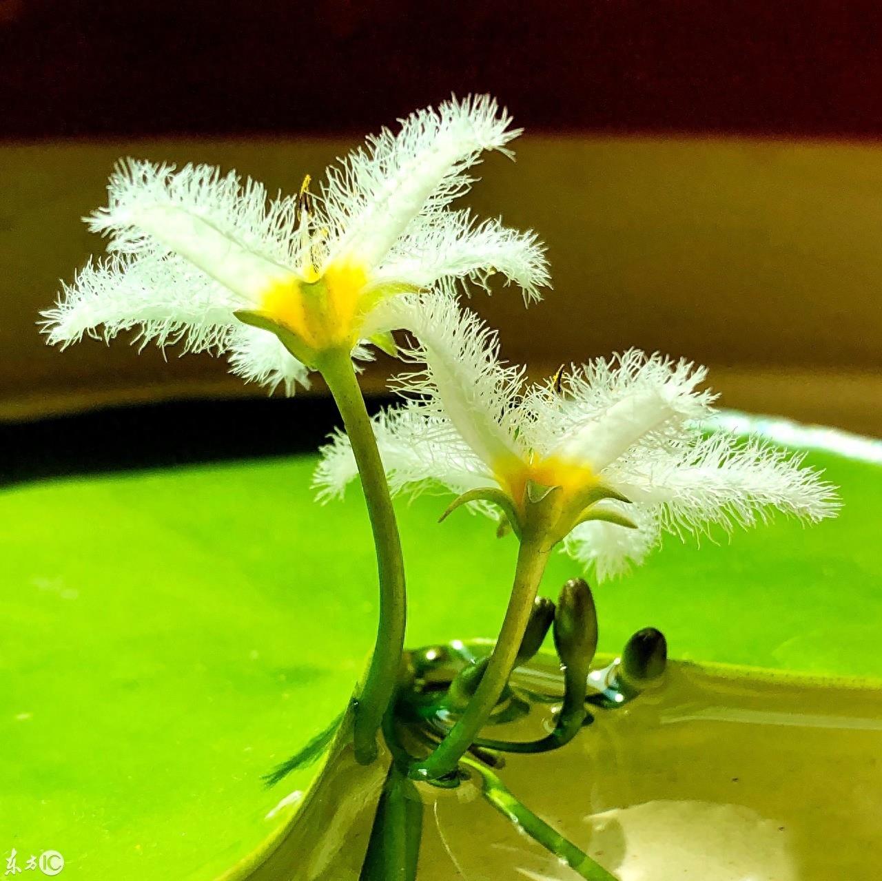 初次见到这萌萌的小花，就被惊艳到，一片叶子就能开花的神奇植物