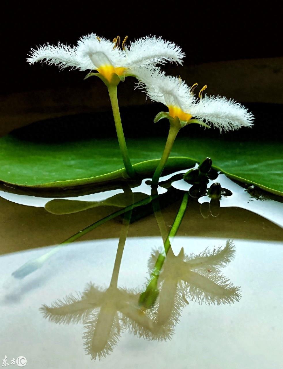 初次见到这萌萌的小花，就被惊艳到，一片叶子就能开花的神奇植物