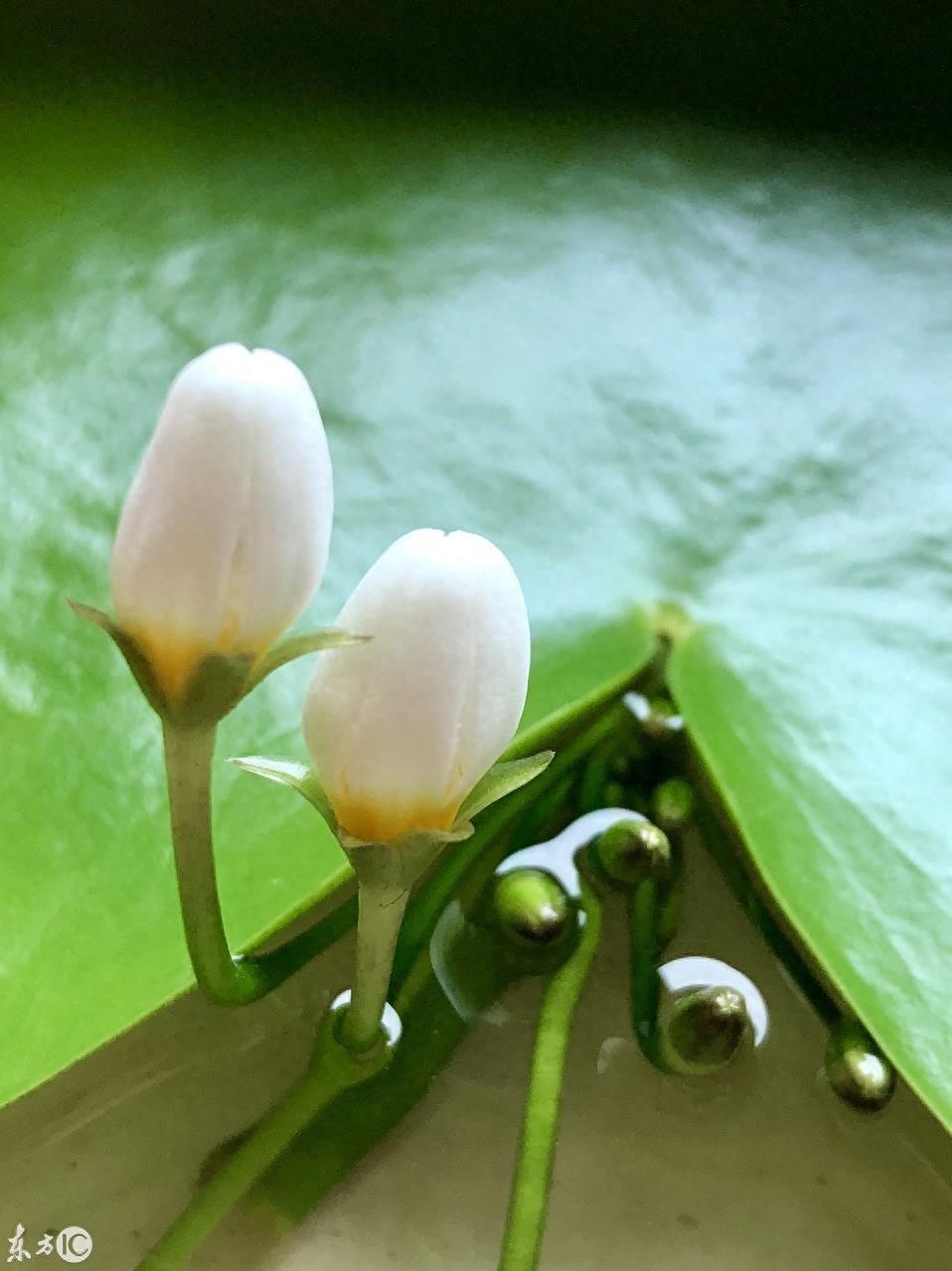 初次见到这萌萌的小花，就被惊艳到，一片叶子就能开花的神奇植物