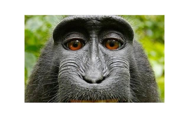 金牛女的才华让人惊叹「金牛座才华横溢」 金牛女的才华让人惊叹「金牛座才华横溢」