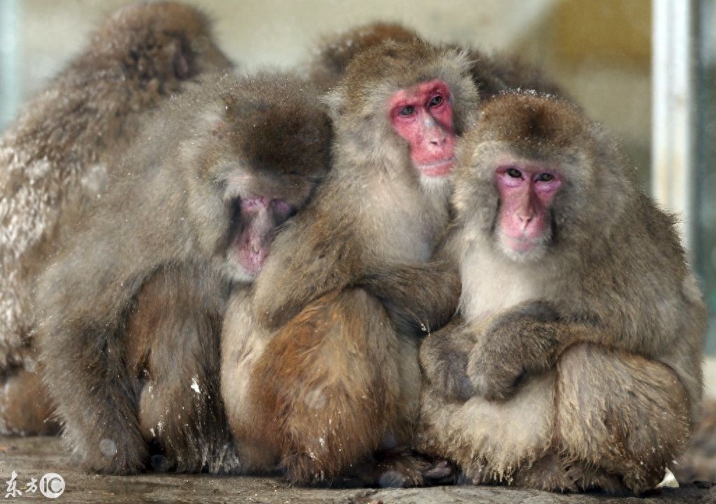 遭遇暴雪!小猴几抱团取暖!