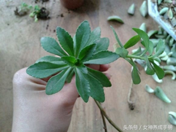 一味能治疗:心脏病、高血压、高血脂和肝炎的良药——救心菜