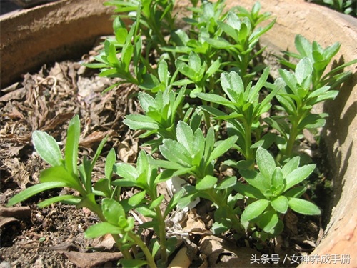 一味能治疗:心脏病、高血压、高血脂和肝炎的良药——救心菜