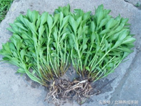 一味能治疗:心脏病、高血压、高血脂和肝炎的良药——救心菜