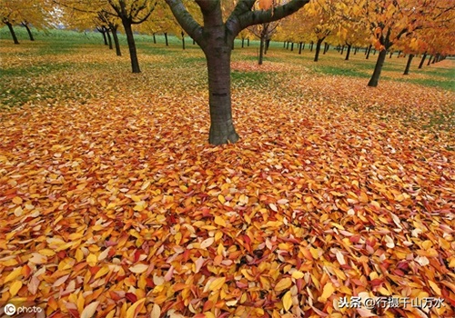秋日落叶美图欣赏