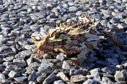 澳洲魔蜥—这个浑身长刺的小怪兽