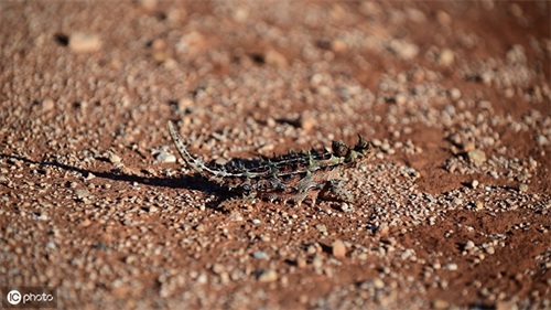 澳洲魔蜥—这个浑身长刺的小怪兽