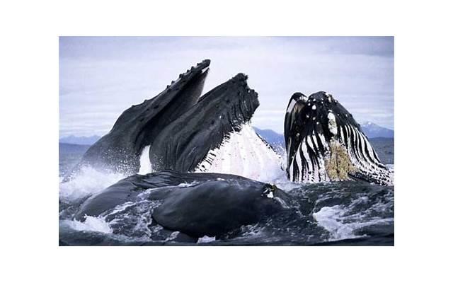 男孩巳时出生的最佳时辰叫李家煊可以吗？（男孩出生的最佳时辰）