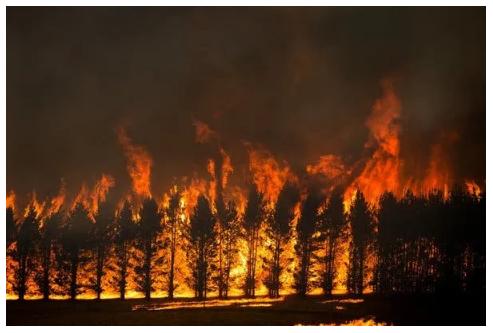澳大利亚山火后的现状（澳洲官宣山火已全灭）(3)