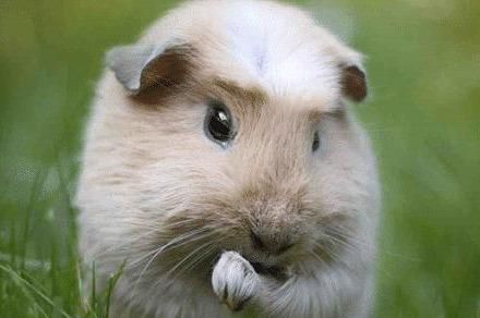 荷兰猪怎么分公母图解(幼年荷兰猪怎么分公母)-第1张图片-