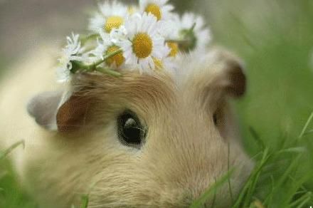 荷兰猪怎么分公母图解(幼年荷兰猪怎么分公母)-第2张图片-