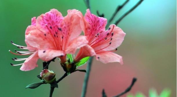 3个“小妙招”让杜鹃花轻松爆盆，不比玫瑰花差，朵朵鲜红！