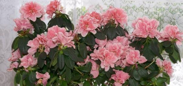 3个“小妙招”让杜鹃花轻松爆盆，不比玫瑰花差，朵朵鲜红！