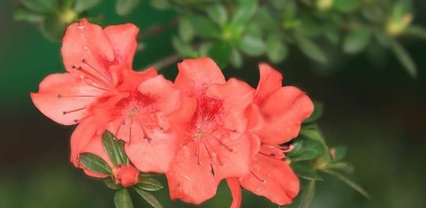 3个“小妙招”让杜鹃花轻松爆盆，不比玫瑰花差，朵朵鲜红！