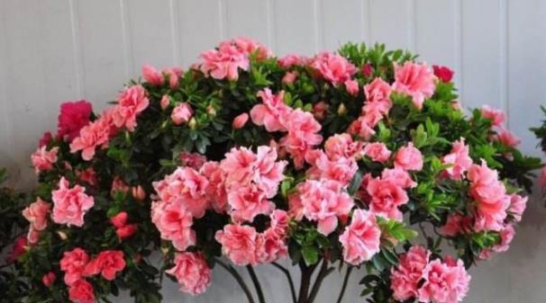 3个“小妙招”让杜鹃花轻松爆盆，不比玫瑰花差，朵朵鲜红！