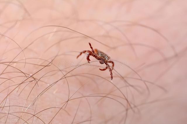家里常见的虫子及危害（家里出现这4种虫子）(2)