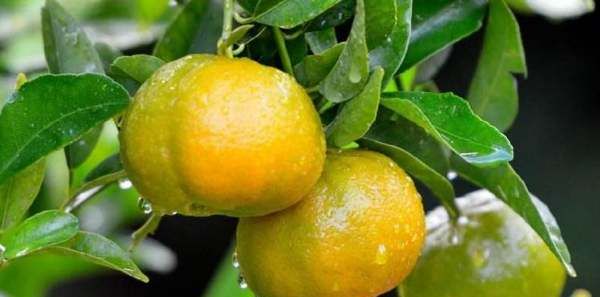 桔子的热量是多少,100克桔子的热量是多少图2