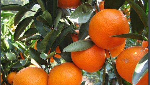 桔子的热量是多少,100克桔子的热量是多少图4