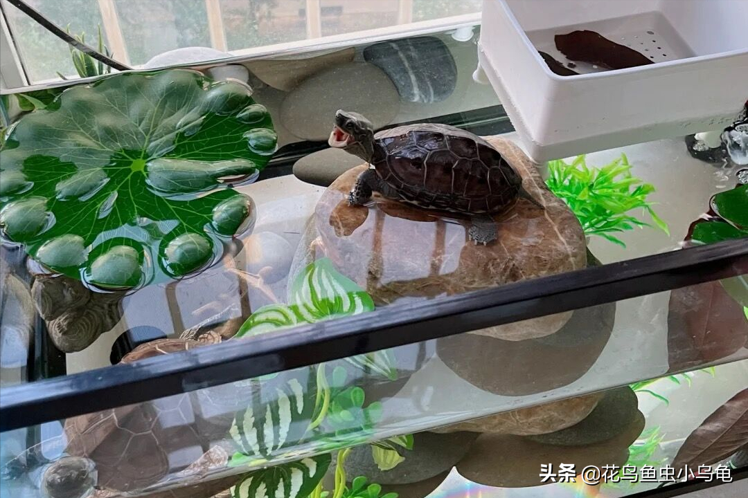 乌龟品种有哪些（18种常见的乌龟品种介绍）