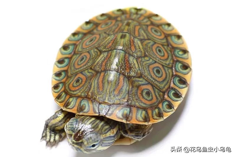 乌龟品种有哪些（18种常见的乌龟品种介绍）