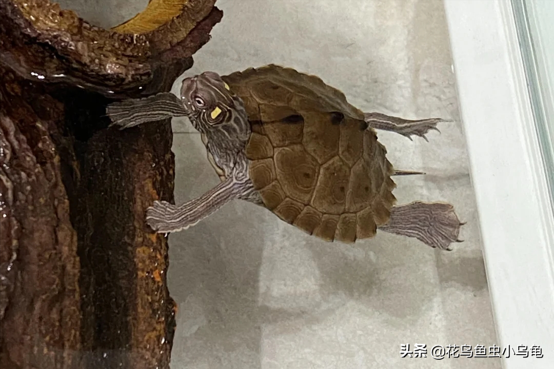 乌龟品种有哪些（18种常见的乌龟品种介绍）