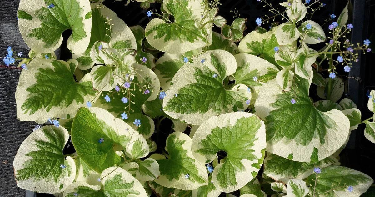 牛舌草的图片（图文讲解牛舌草的真正样子）