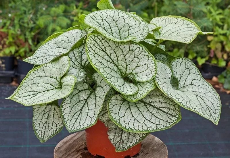 牛舌草的图片（图文讲解牛舌草的真正样子）