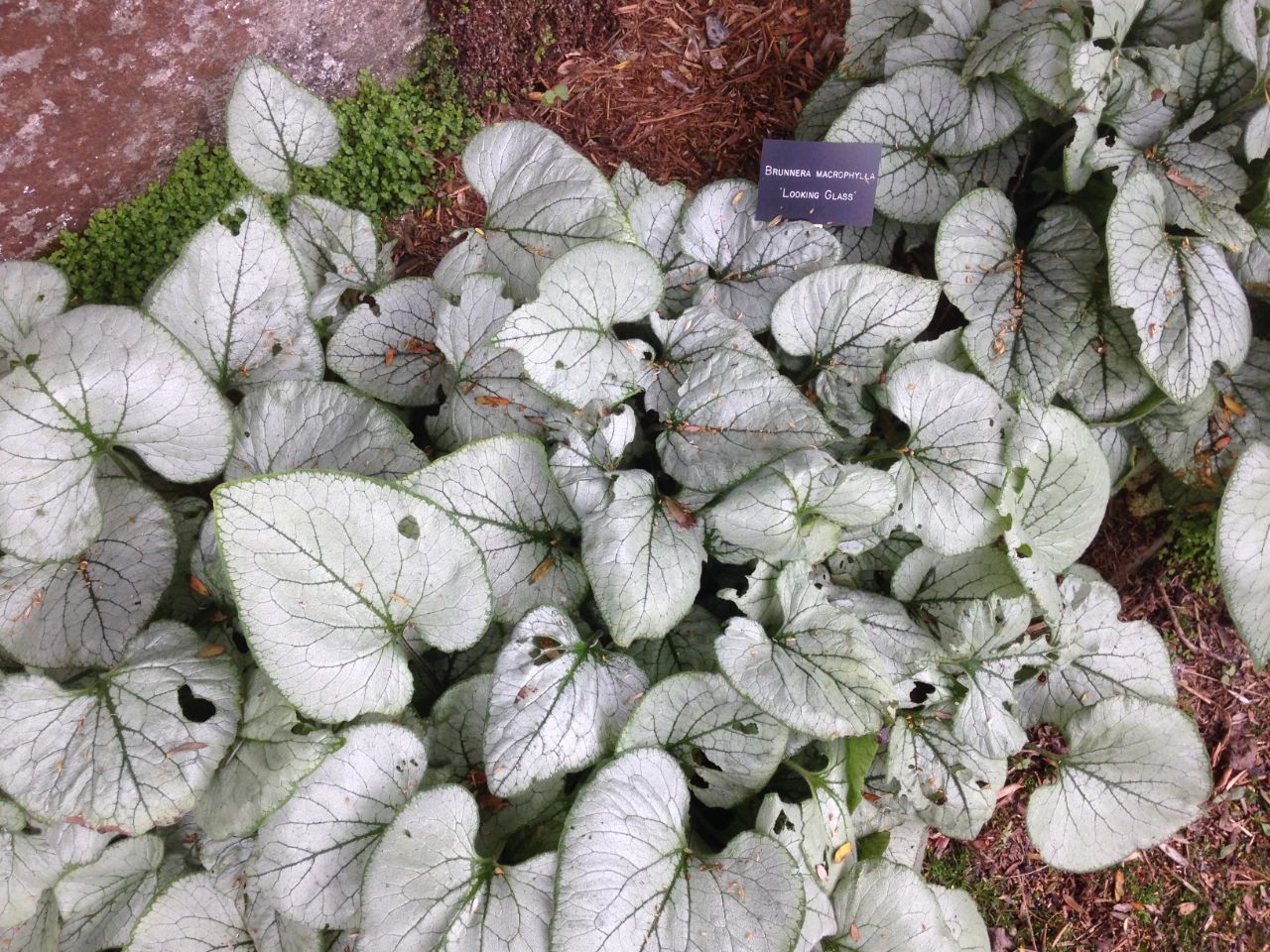 牛舌草的图片（图文讲解牛舌草的真正样子）