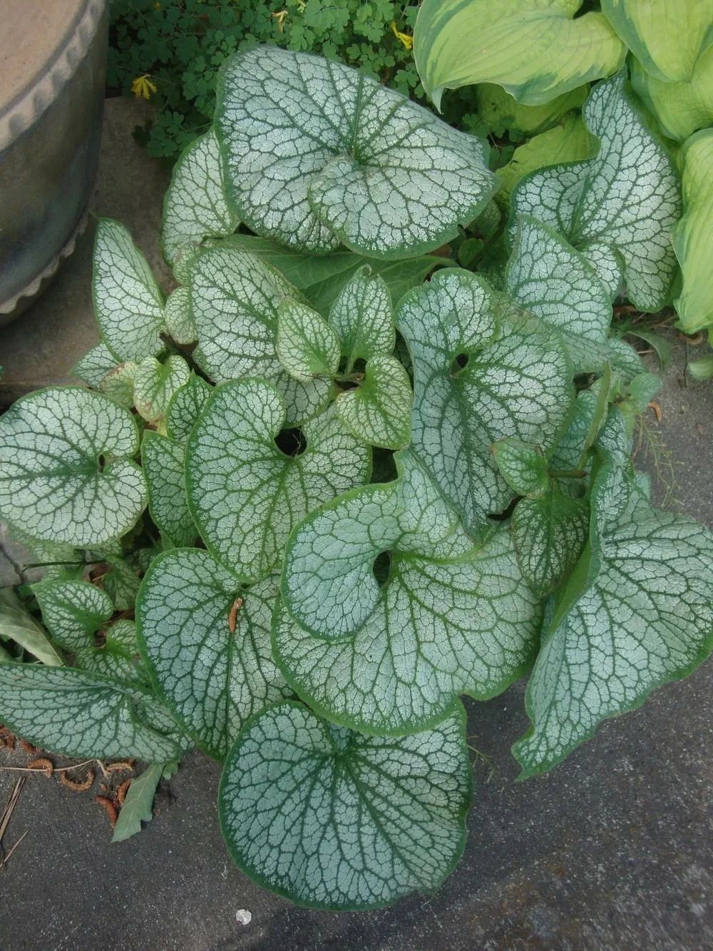 牛舌草的图片（图文讲解牛舌草的真正样子）