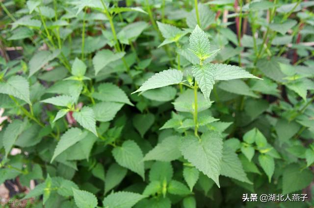 四季野菜图文大全（送你61种野菜大图鉴）(62)
