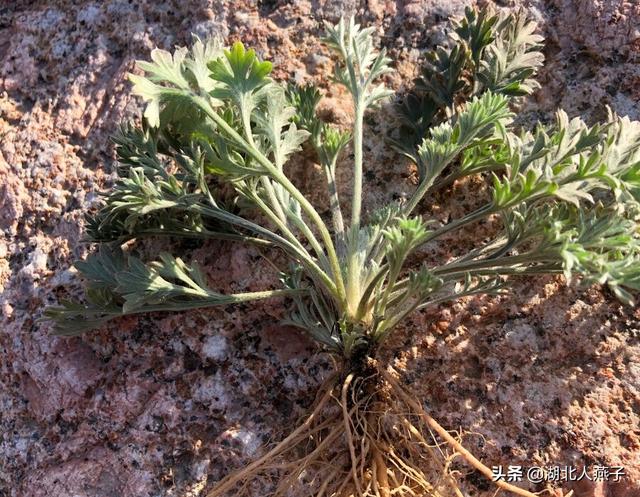 四季野菜图文大全（送你61种野菜大图鉴）(57)