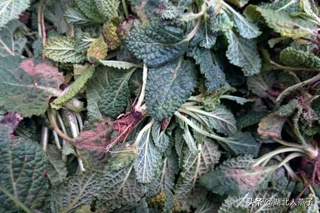 四季野菜图文大全（送你61种野菜大图鉴）(59)