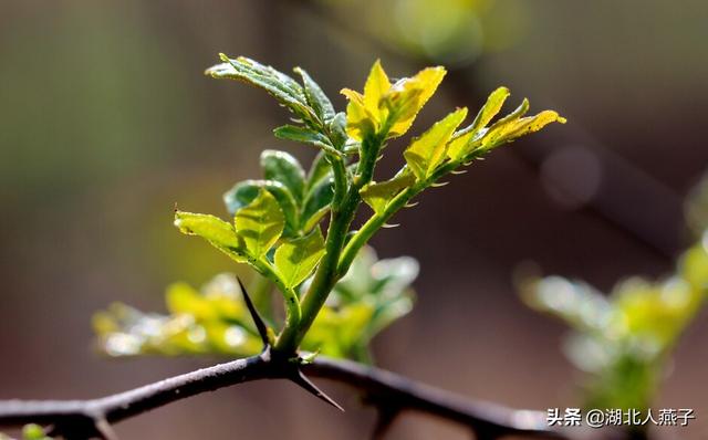 四季野菜图文大全（送你61种野菜大图鉴）(4)
