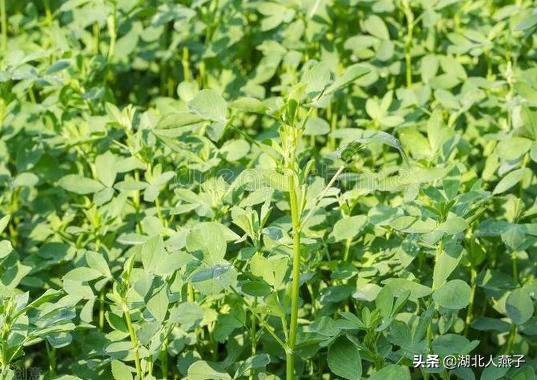 四季野菜图文大全（送你61种野菜大图鉴）(15)